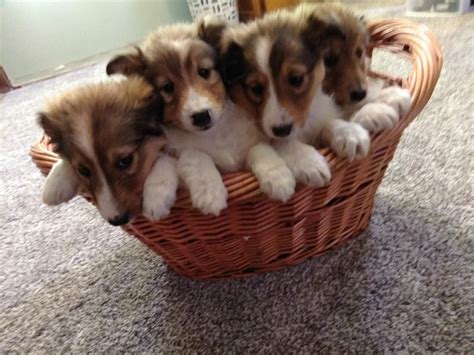 shetland sheepdog puppies michigan